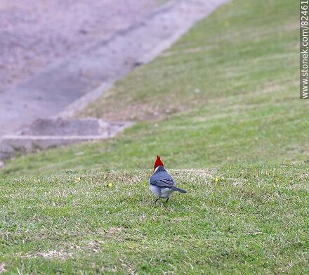 Red-capped cardinal - Fauna - MORE IMAGES. Photo #82461