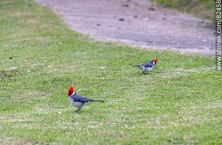 Red-capped cardinals at Piedra Alta - Department of Florida - URUGUAY. Photo #82458