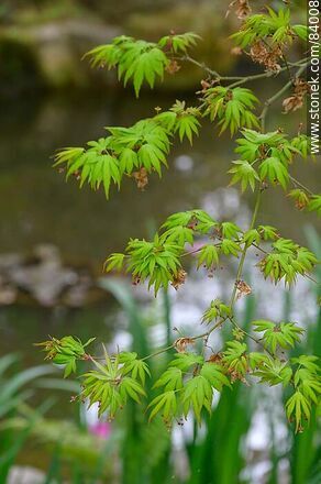 Primavera en el Jardín Japonés. Arce japonés - Departamento de Montevideo - URUGUAY. Foto No. 84008