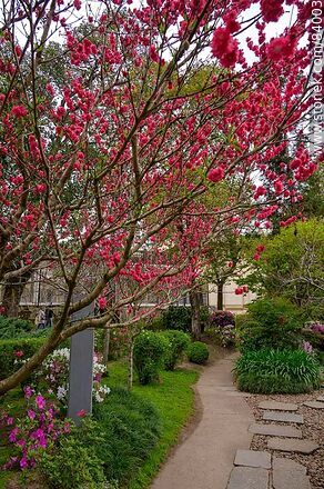 Primavera en el Jardín Japonés. Melocotonero - Departamento de Montevideo - URUGUAY. Foto No. 84003