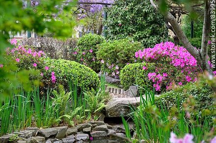 Spring in the Japanese Garden. Azaleas - Department of Montevideo - URUGUAY. Photo #83995