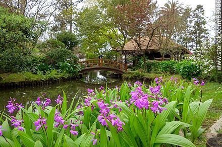 Primavera en el Jardín Japonés. Orquídeas jacinto junto al estanque - Departamento de Montevideo - URUGUAY. Foto No. 83986