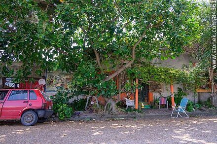 House with painted murals and the invasion of a gum tree - Rio Negro - URUGUAY. Photo #84361