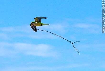 Cotorra en vuelo llevandio ramas para construir un nido - Fauna - IMÁGENES VARIAS. Foto No. 84853
