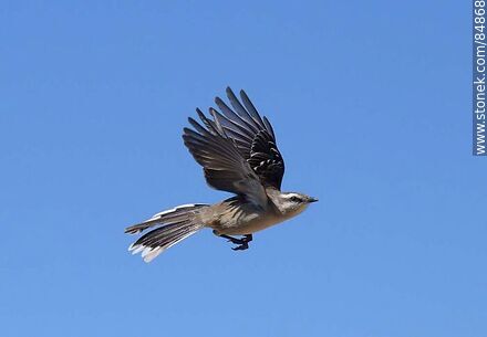 Calandria in flight - Fauna - MORE IMAGES. Photo #84868