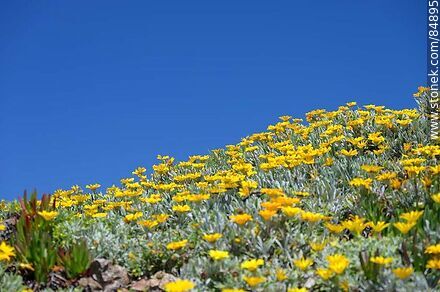 Vegetación veraniego con flores amarillas - Flora - IMÁGENES VARIAS. Foto No. 84895