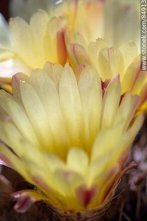 Tuna de flor amarilla - Flora - IMÁGENES VARIAS. Foto No. 84913