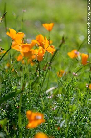 Amapola de California o dedal de oro - Flora - IMÁGENES VARIAS. Foto No. 84925