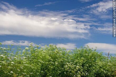 Flores y nubes en el paisaje artiguense - Departamento de Artigas - URUGUAY. Foto No. 85587