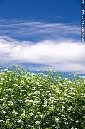 Flores y nubes en el paisaje artiguense - Flora - IMÁGENES VARIAS. Foto No. 85584