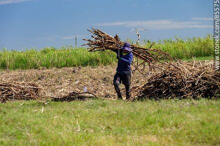 Cañero (también llamados peludos) cortando caña de azúcar - Departamento de Artigas - URUGUAY. Foto No. 85575