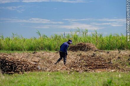 Cañero (también llamados peludos) cortando caña de azúcar - Departamento de Artigas - URUGUAY. Foto No. 85572