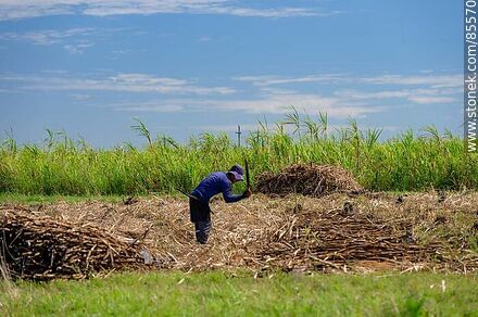 Cañero (también llamados peludos) cortando caña de azúcar - Departamento de Artigas - URUGUAY. Foto No. 85570