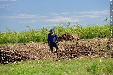 Cañero (también llamados peludos) cortando caña de azúcar - Departamento de Artigas - URUGUAY. Foto No. 85563