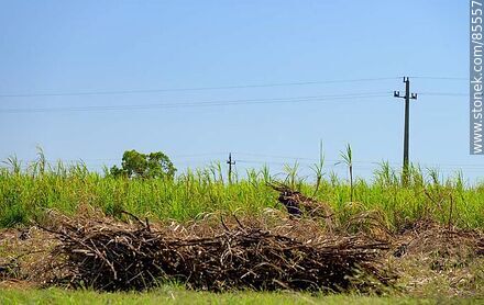 Caña de azúcar recién cortada - Departamento de Artigas - URUGUAY. Foto No. 85557
