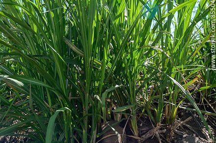 Sugar cane plantation - Flora - MORE IMAGES. Photo #85504