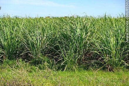 Sugar cane plantation - Artigas - URUGUAY. Photo #85502