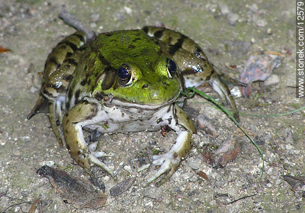 Frog - State ofNew Jersey - USA-CANADA. Photo #12579