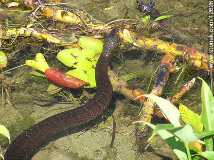 Water snake - State ofNew Jersey - USA-CANADA. Photo #12626