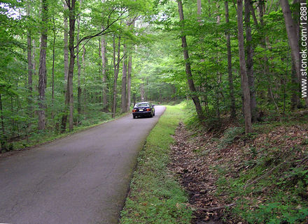 Road in the wood. Voorhees Park. - State ofNew Jersey - USA-CANADA. Photo #12681