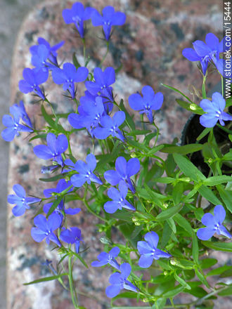 Lobelias - Flora - IMÁGENES VARIAS. Foto No. 15444