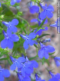 Lobelia - Flora - IMÁGENES VARIAS. Foto No. 15447