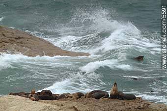 Lobos marinos en Punta Loma - Provincia de Chubut - ARGENTINA. Foto No. 5591