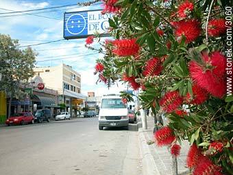 Downtown Puerto Madryn - Province of Chubut - ARGENTINA. Photo #3060