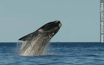 Whale jumping - Province of Chubut - ARGENTINA. Photo #5844