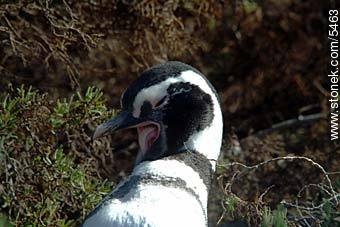 Pingüino magallánico - Provincia de Chubut - ARGENTINA. Foto No. 5463