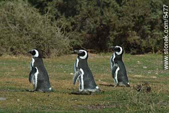 Pingüinos magallánicos - Provincia de Chubut - ARGENTINA. Foto No. 5477
