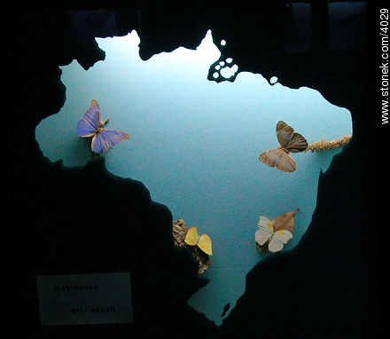 Outline of Brazil containing some butterflies species. - Department of Montevideo - URUGUAY. Photo #4029