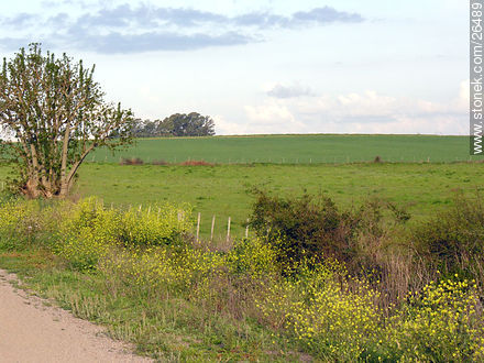 Camino rural - Departamento de Colonia - URUGUAY. Foto No. 26489