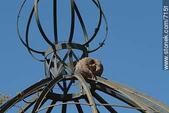 Ovenbird nest - Department of Montevideo - URUGUAY. Photo #7151