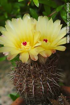 notocactus mammulosus - Flora - IMÁGENES VARIAS. Foto No. 6496