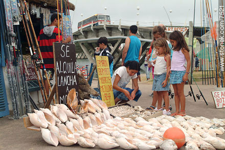 Venta de artículos de pesca, caracoles. - Punta del Este y balnearios cercanos - URUGUAY. Foto No. 7521