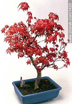 Maple bonsai - Flora - MORE IMAGES. Photo #1420
