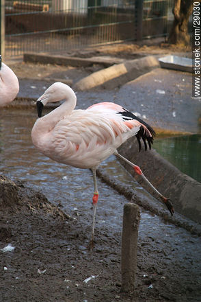 Flamingo stretching - Region of Alsace - FRANCE. Photo #29030
