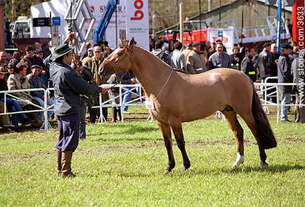 Concurso de equinos de diversas razas como *Cuarto de Milla*, *Criollos*, *Árabes*, *Pony* - Departamento de Montevideo - URUGUAY. Foto No. 3633