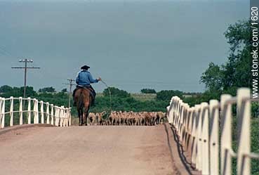 Driving sheeps. - Lavalleja - URUGUAY. Photo #1620