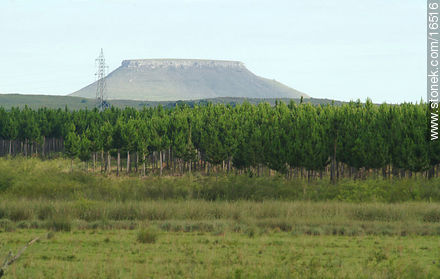 Cuñapirú flat hills.  - Tacuarembo - URUGUAY. Photo #16516