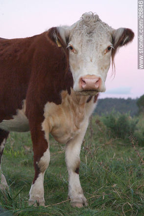 Vaca Hereford - Departamento de Lavalleja - URUGUAY. Foto No. 26846