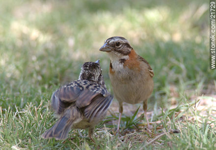Rufous-collared Sparrow - Fauna - MORE IMAGES. Photo #21729