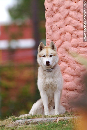 Siberian Husky - Fauna - MORE IMAGES. Photo #21745