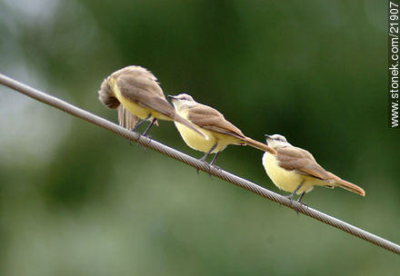 Tropical Kingbird - Fauna - MORE IMAGES. Photo #21907