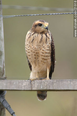 Roadside Hawk - Fauna - MORE IMAGES. Photo #21918