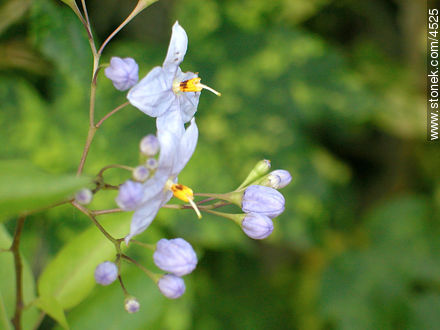 Solanum jazminoide - Flora - IMÁGENES VARIAS. Foto No. 4525