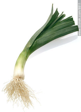Leek with leaves  -  - MORE IMAGES. Photo #8811